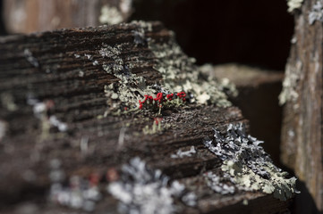 Flower-like Moss on Wooden Fence Angled