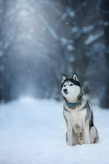 dog Siberian Husky in outdoors, obedient and atmospheric
