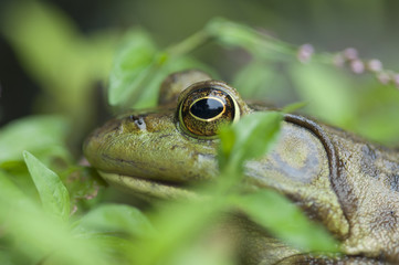 Bullfrog Hiding by the Pond