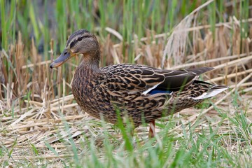 duck