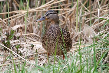 duck