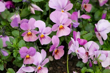garden violets