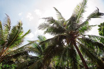 Fototapeta na wymiar coconut palms and blue cloudy sky.natural summer background