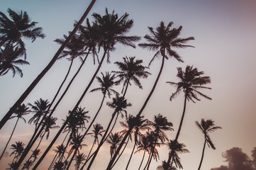 Fototapeta na wymiar coconut palms and blue cloudy sky.natural summer background