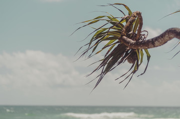 coconut palms and blue cloudy sky.natural  summer background