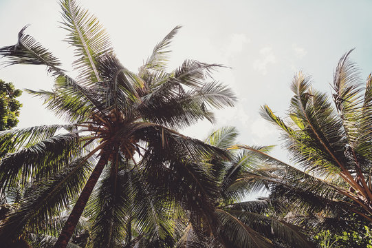 coconut palms and blue cloudy sky.natural  summer background. vintage picture with instagram filter