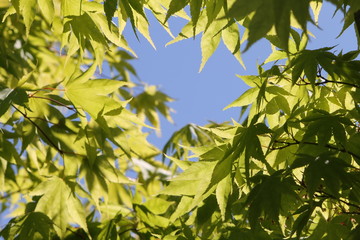 leaves