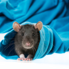 cute pet rat in a sleeve