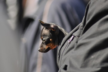 Rosyjski toy terrier © Grzegorz Lenkiewicz
