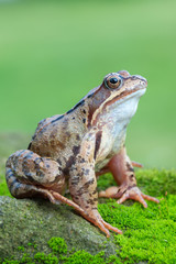 Grass frog