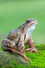 Velvet curtains Frog Grass frog