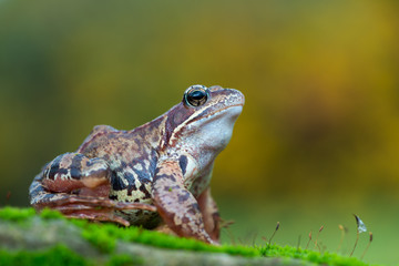Grass frog