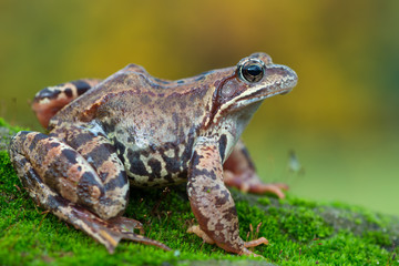 Grass frog