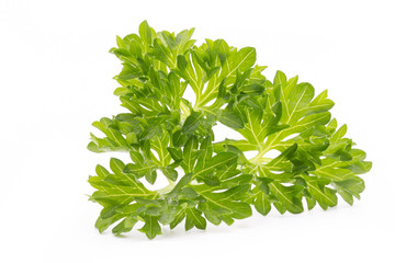 Parsley herb isolated on white background.