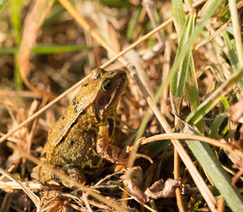  European common frog