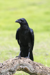 Raven, Corvus corax