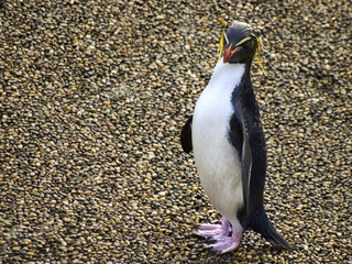 Young Rockhopper Penguin