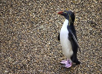 Young Rockhopper Penguin