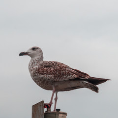 Seagull on a pear