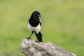 magpie pica pica
