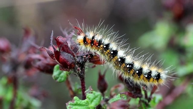 Psilogaster loti butterfly's caterpillar (Lasiocampidae)