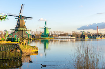 Fototapeta na wymiar ducks swimming on a vibrant lake by the windmills of Zaase Schans in spring, Holland