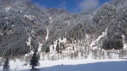 Alp Mountain Forests