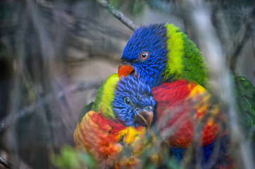 Pair of Rainbow Lorikeets