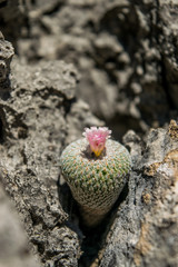 Coryphantha