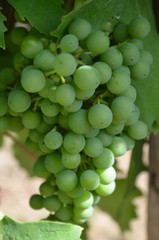 Grüne Weinrebe