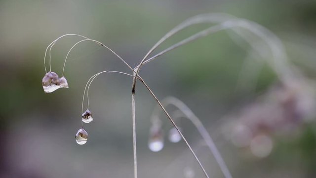 Quaking grass - Briza maxima dry wild flower with water droplets on a rainy day