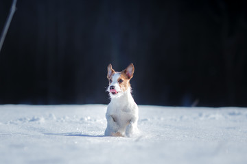Dog Jack Russell Terrier running and playing in the snow