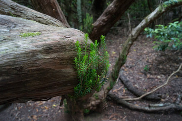 Wood Forest Tree Path Fog Plants Leaves