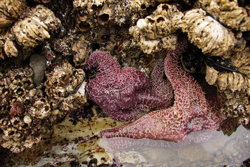 Purple sea star exposed by low tides
