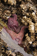 Purple starfish exposed by low tides