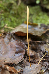 Macrotyphula fistulosa