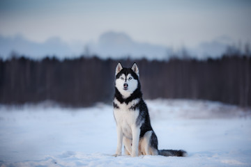 dog Siberian Husky in outdoors, obedient and atmospheric