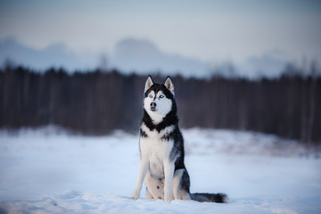 dog Siberian Husky in outdoors, obedient and atmospheric