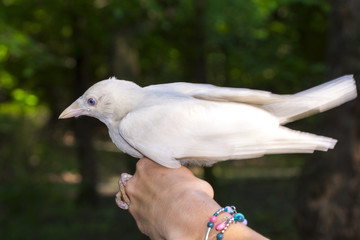 Rare as a white jackdaw