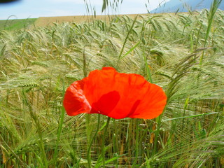 Rote Mohnblume vor Getreidefeld