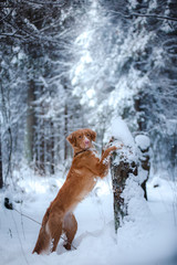 dog outdoors in Christmas trees, winter mood