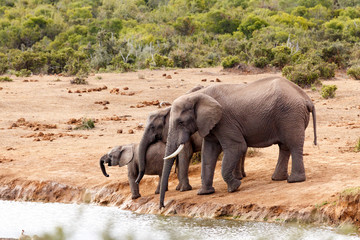 Fototapeta na wymiar African Bush Elephants loving family gathering