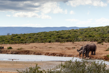 Plakat African Bush Elephant family drinking