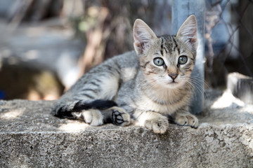 Katze Babykatze grau