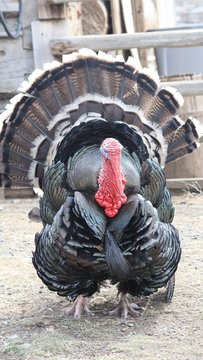 big turkey in barnyard