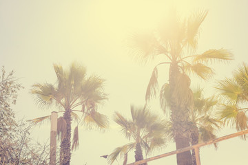Beaux palmiers sur le fond de ciel ensoleillé