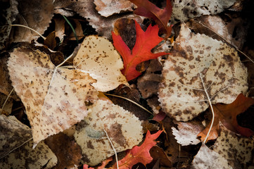 Autumn leaves