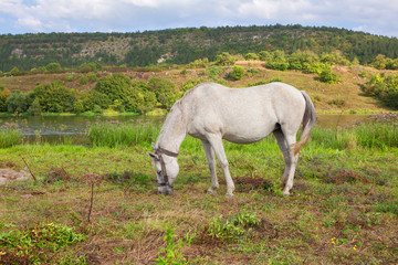 Obraz na płótnie Canvas white mare grazing