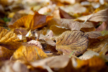 Autumn leaves