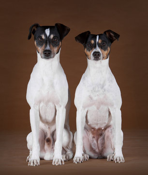 Pair of bodeguero Andaluz
